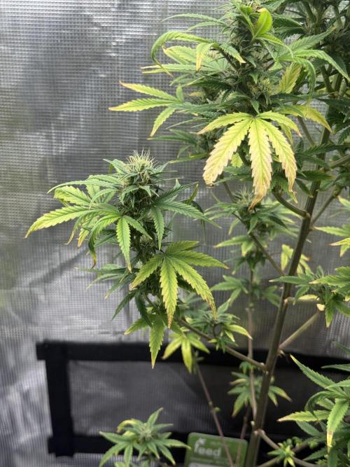 AUTO BLUEBERRY. Week 12