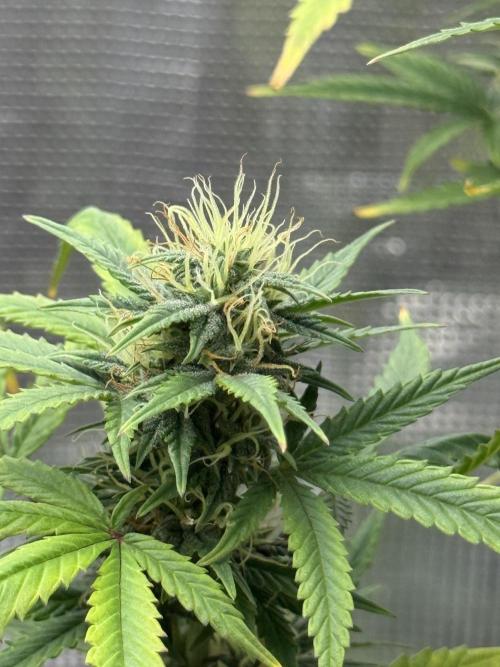 AUTO BLUEBERRY. Week 12