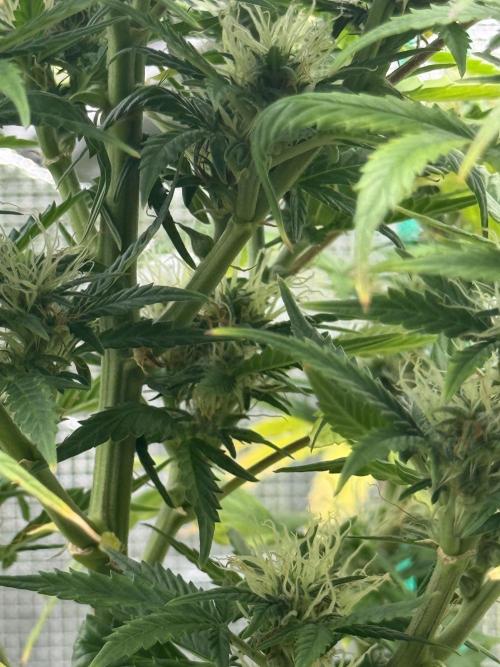 AUTO BLUEBERRY. Week 12