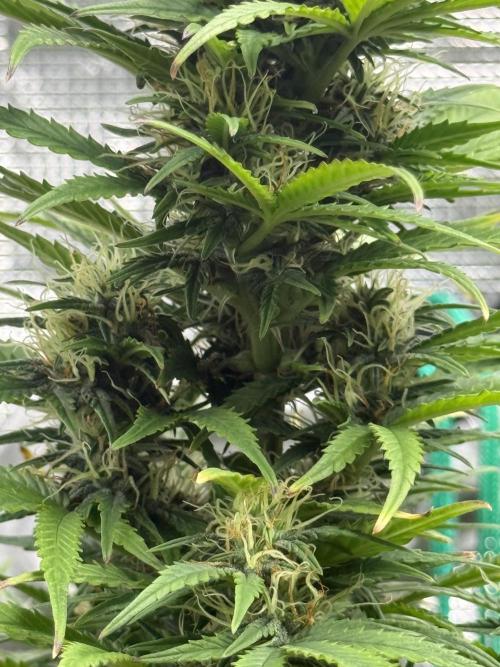 AUTO BLUEBERRY. Week 12