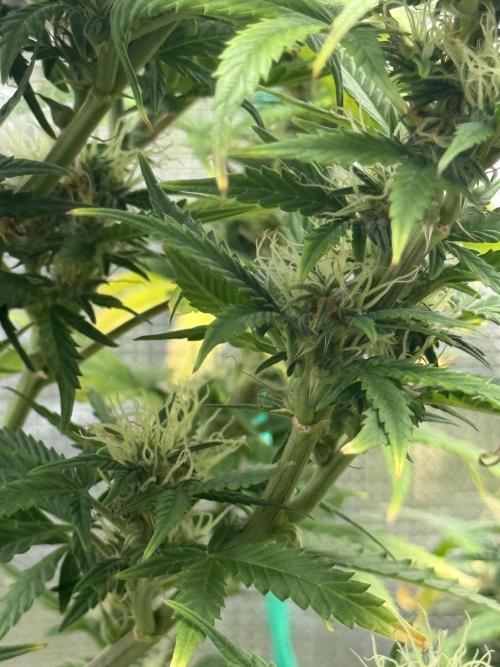 AUTO BLUEBERRY. Week 12