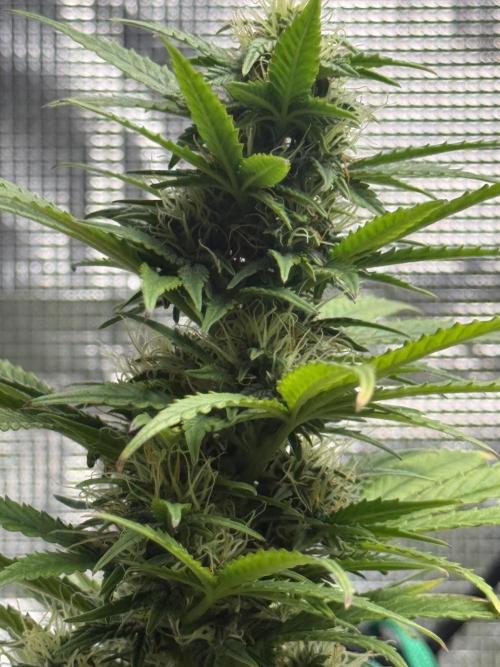 AUTO BLUEBERRY. Week 12