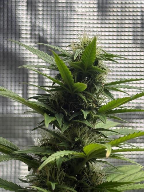 AUTO BLUEBERRY. Week 12