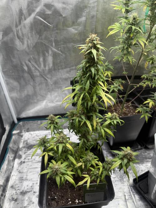 AUTO FRACTAL. Week 12