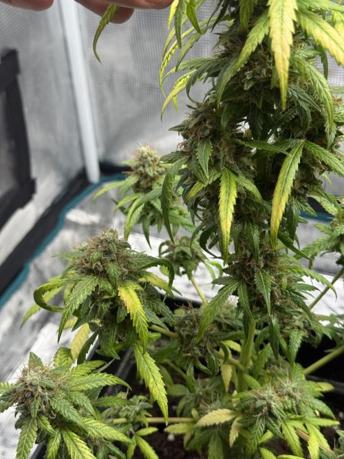 AUTO FRACTAL. Week 12