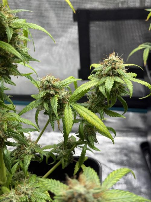 AUTO FRACTAL. Week 12