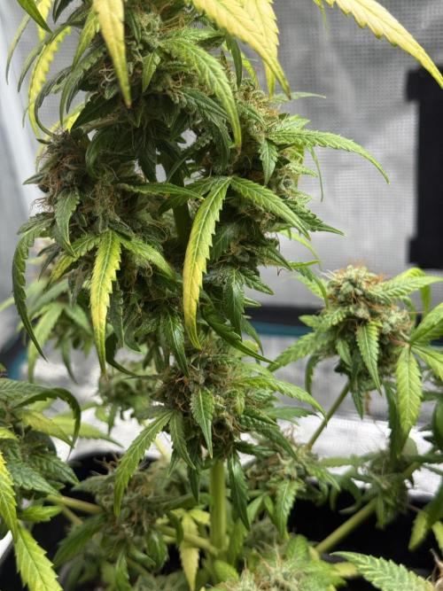 AUTO FRACTAL. Week 12