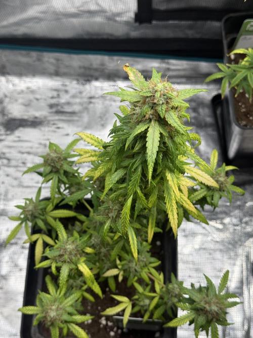 AUTO FRACTAL. Week 12