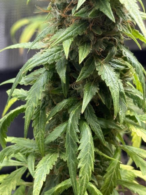 AUTO FRACTAL. Week 12