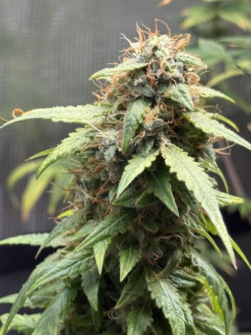 AUTO FRACTAL. Week 12