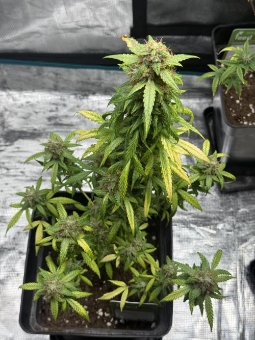 AUTO FRACTAL. Week 12