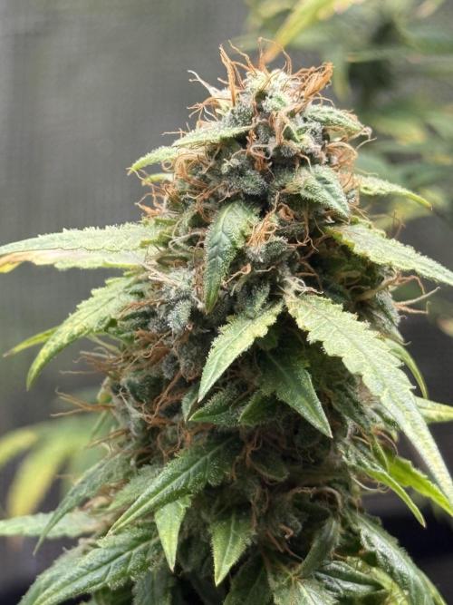 AUTO FRACTAL. Week 12