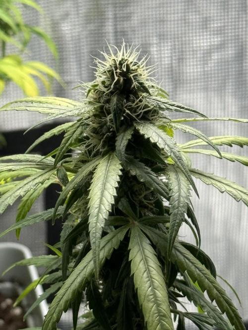 AUTO FRACTAL. Week 12