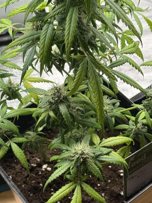 AUTO FRACTAL. Week 12