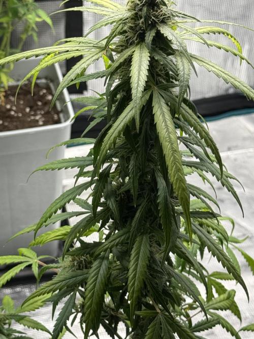 AUTO FRACTAL. Week 12