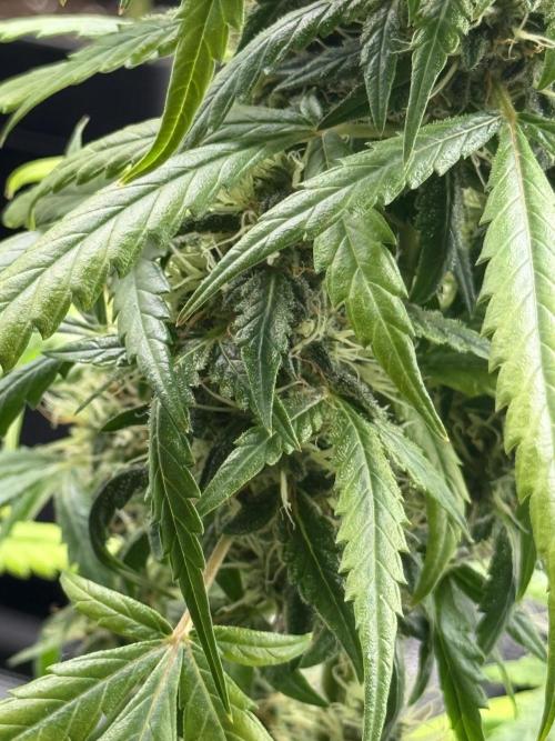 AUTO FRACTAL. Week 12