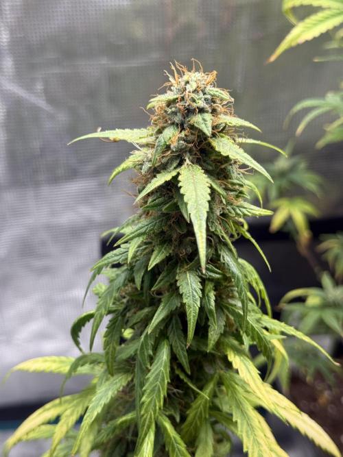 AUTO FRACTAL. Week 12