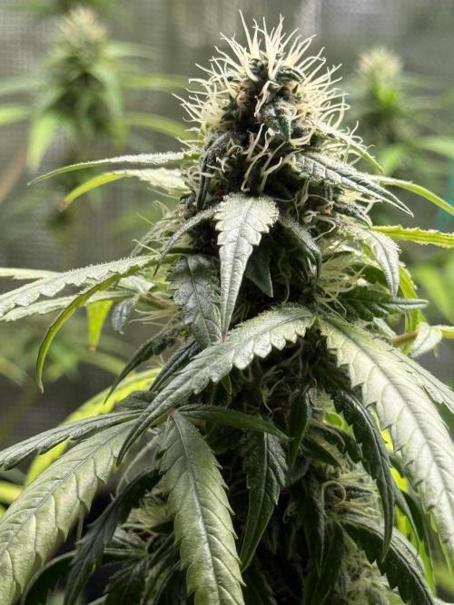 AUTO FRACTAL. Week 12