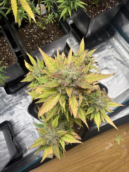 ORIGINAL GB XXL AUTO. Week 11