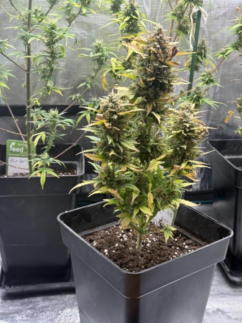 ORIGINAL GB XXL AUTO. Week 11