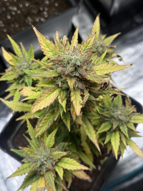 ORIGINAL GB XXL AUTO. Week 11