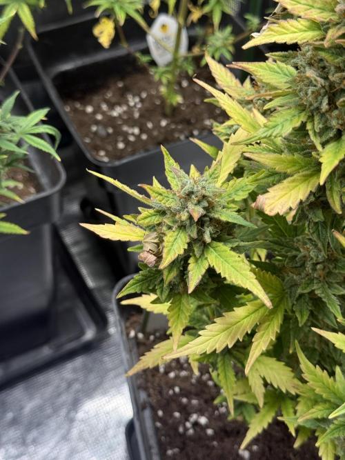 ORIGINAL GB XXL AUTO. Week 11