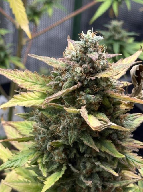 ORIGINAL GB XXL AUTO. Week 11