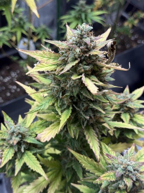 ORIGINAL GB XXL AUTO. Week 11