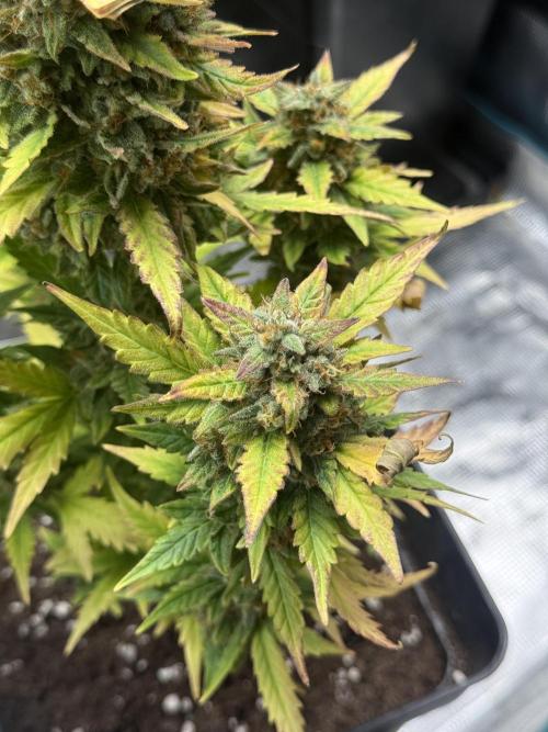 ORIGINAL GB XXL AUTO. Week 11