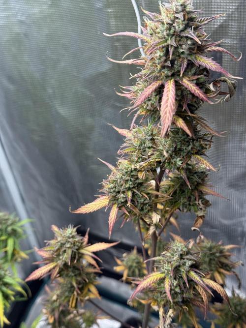 ORIGINAL GB XXL AUTO. Week 11