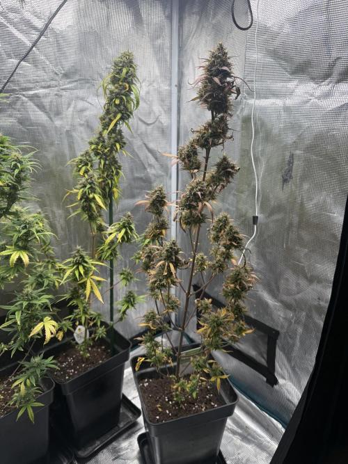 ORIGINAL GB XXL AUTO. Week 11