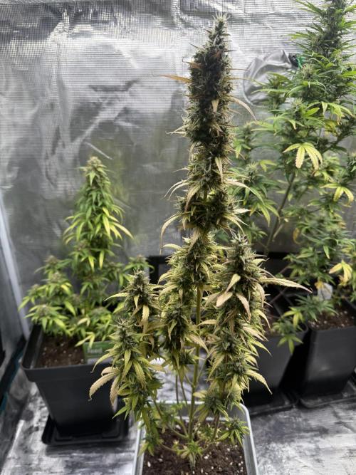 ORIGINAL GB XXL AUTO. Week 11