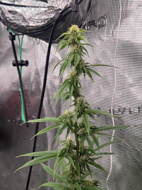 AUTO GOLD PINEAPPLE. Week 11