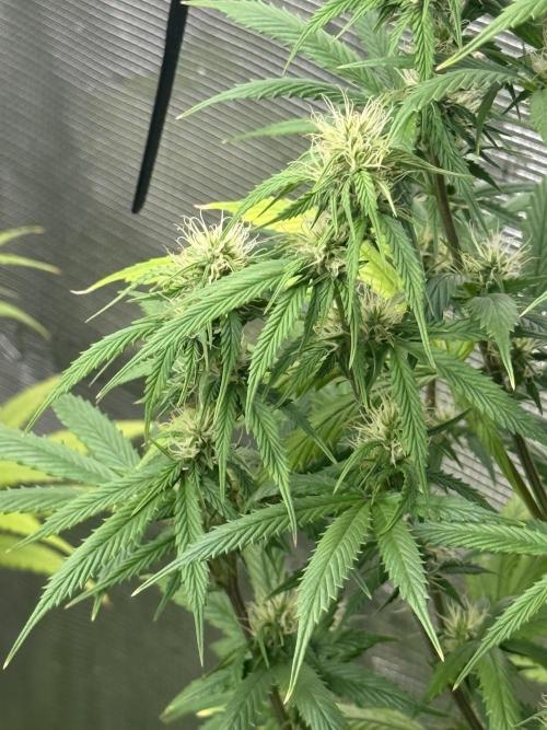 AUTO GOLD PINEAPPLE. Week 11