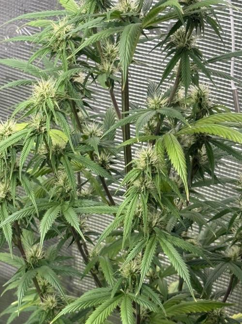 AUTO GOLD PINEAPPLE. Week 11