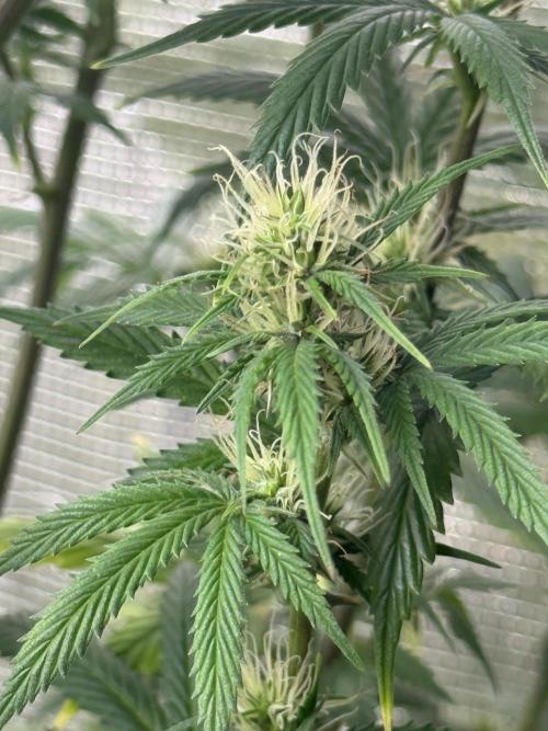 AUTO GOLD PINEAPPLE. Week 11