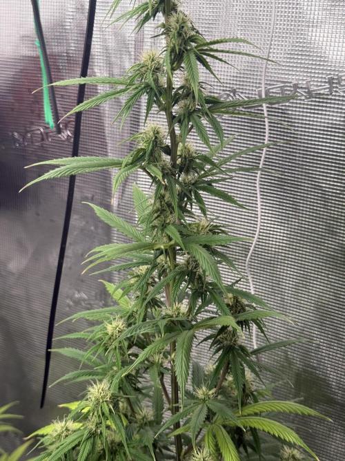 AUTO GOLD PINEAPPLE. Week 11