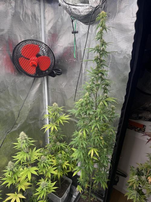 AUTO GOLD PINEAPPLE. Week 11