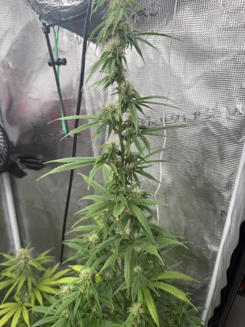 AUTO GOLD PINEAPPLE. Week 11