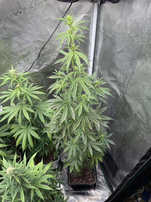 AUTO GOLD PINEAPPLE. Week 11