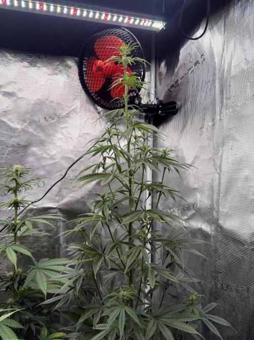 AUTO GOLD PINEAPPLE. Week 11