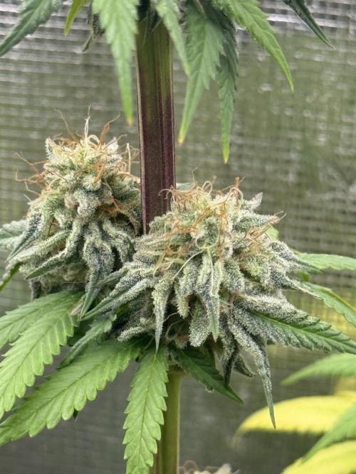 PAPAYA FROSTING. Week 12