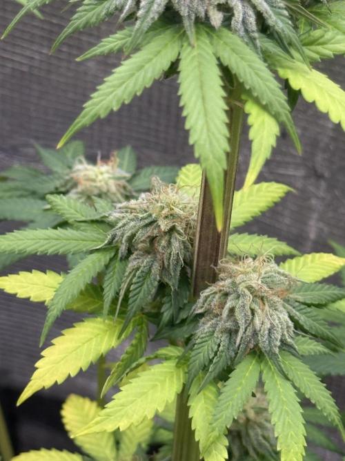 PAPAYA FROSTING. Week 12