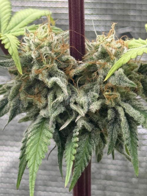 PAPAYA FROSTING. Week 12