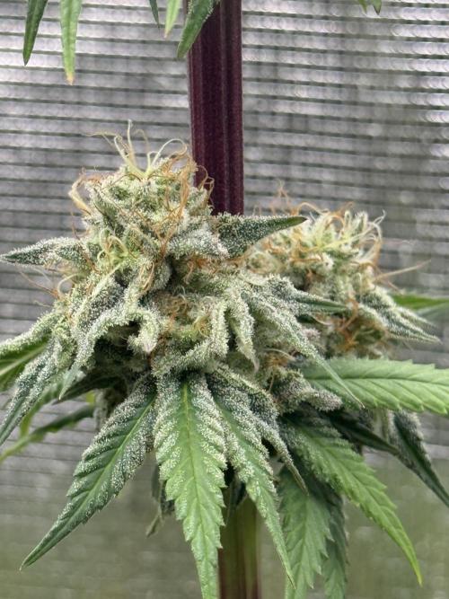 PAPAYA FROSTING. Week 12