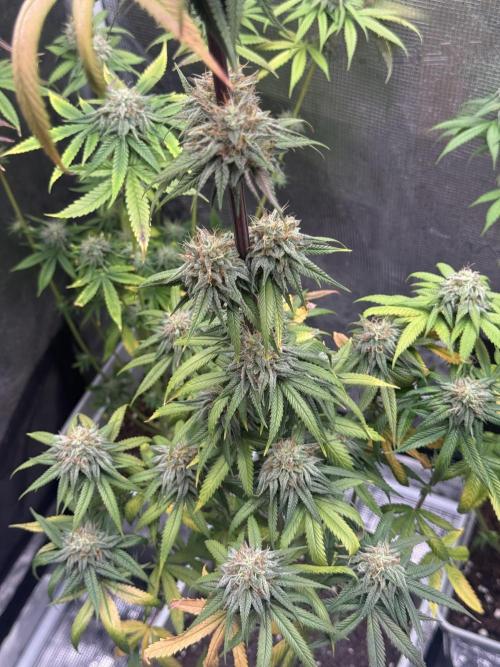 PAPAYA FROSTING. Week 12