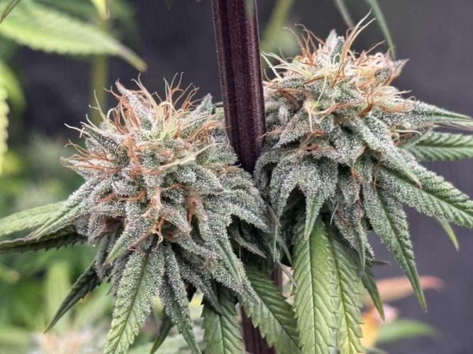 PAPAYA FROSTING. Week 12