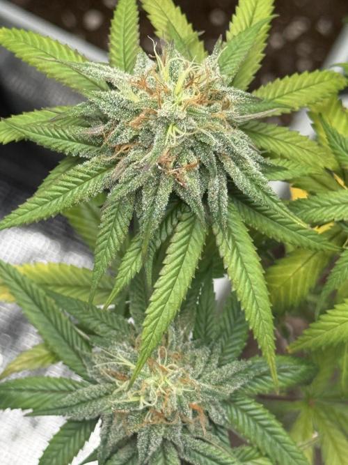 PAPAYA FROSTING. Week 12