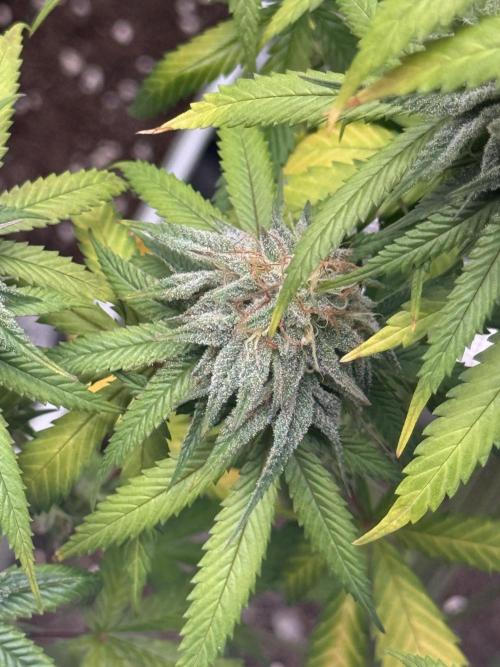 PAPAYA FROSTING. Week 12