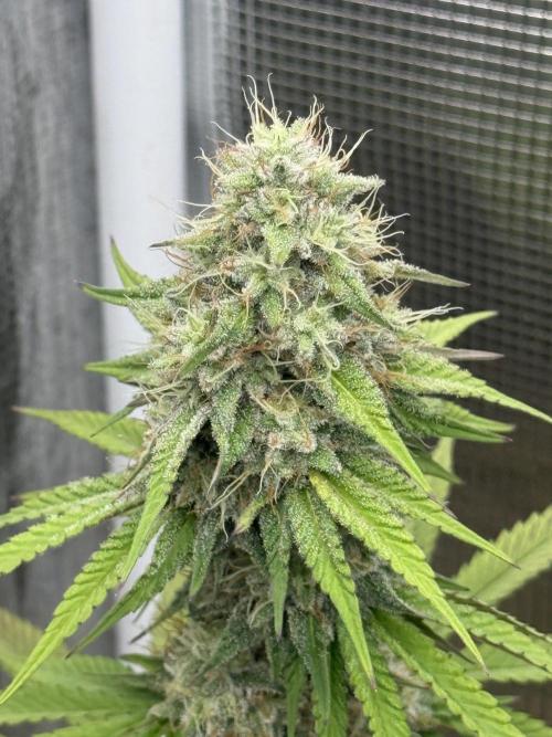 PAPAYA FROSTING. Week 12